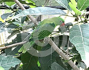 Indonesia Sanur Bali Bird Park Tropical Birds Colorful Birds Endangered Parrot Macaw Birdwatching Birdwatch Chilling Feather photo