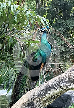 Indonesia Sanur Bali Bird Park Tropical Birds Colorful Birds Endangered Peacock Phoenix Birdwatching Birdwatch Chilling Feather photo