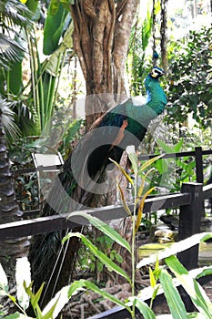 Indonesia Sanur Bali Bird Park Tropical Birds Colorful Birds Endangered Peacock Phoenix Birdwatching Birdwatch Chilling Feather photo