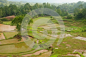 Indonesia, Sulawesi, Tana Toraja, Rice terraces