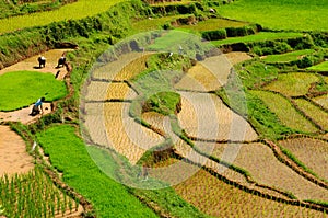 Indonesia, Sulawesi, Tana Toraja, Rice terraces