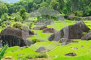 Indonesia, Sulawesi, Tana Toraja, Rice terraces photo