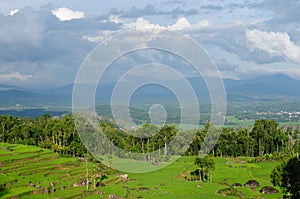 Indonesia, Sulawesi, Tana Toraja, Rice terraces photo