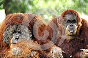 Indonesia; sumatra; orang utan photo