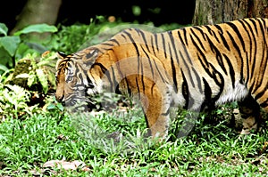 Indonesia; sumatra tiger