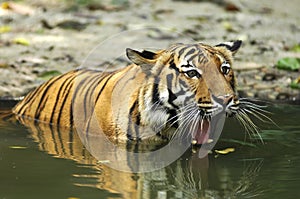 Indonesia; sumatra tiger photo