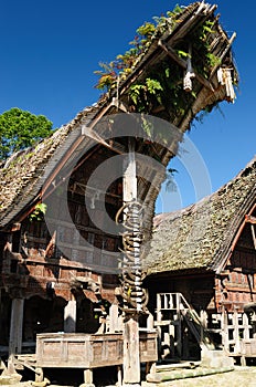 Indonesia, Tana Toraja, Traditional village