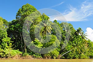 Indonesia - Tropical jungle on the river, Borneo