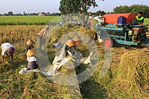 Indonesian Agricultural Growth