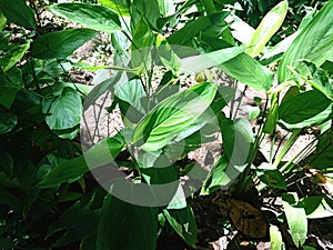 Indonesian Arrowroot fresh leaves. Maranta arundinacea