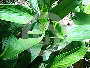 Indonesian Arrowroot fresh leaves. Maranta arundinacea