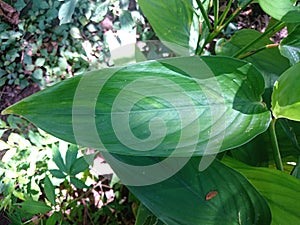 Indonesian Arrowroot fresh leaves. Maranta arundinacea