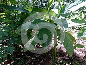 Indonesian Arrowroot fresh leaves. Maranta arundinacea