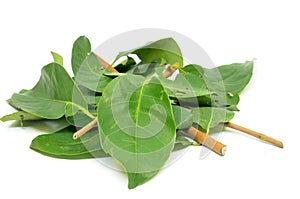 Indonesian Bay Leaf photo