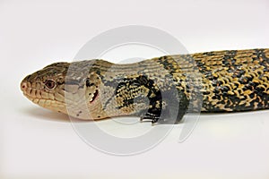 Indonesian Blue-tongued Skink