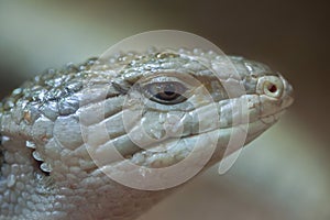 Indonesian blue-tongued skink (Tiliqua gigas)