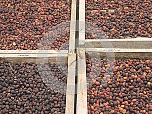 Indonesian coffee drying process