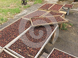 Indonesian coffee drying process