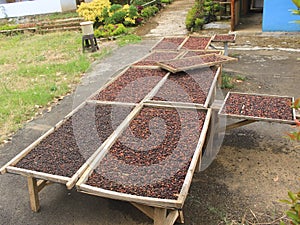 Indonesian coffee drying process