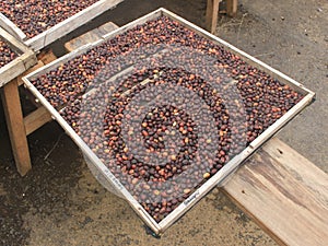 Indonesian coffee drying process