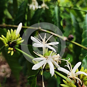 Indonesian coffee flower blooming on the tree. selective focus.