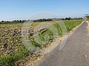 Indonesian Dairy Farm, Barn by Field of Corn