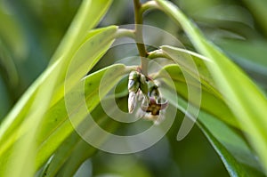 Indonesian dark wood, Ebony Diospyros celebica green leaves, and flower buds, selected focus