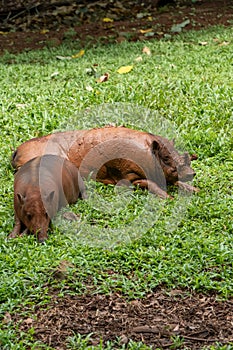 Indonesian deer boar