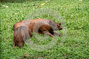 Indonesian deer boar