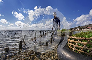 Indonesian farmer collecting grow seaweeds in a basket from his sea farm, Nusa Penida, Indonesia