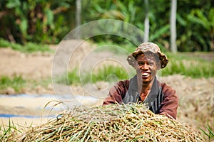 Indonesian farmer man harvesting, winnowing rice grains