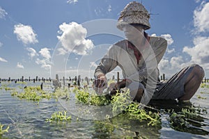 Indonesian farmer working in his sea farm for planting seaweed for cultivating more, Nusa Penida, Indonesia