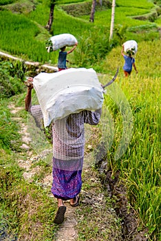 Indonesian farmers at work