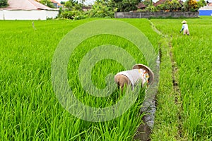 Indonesian farmers working on green rice field. Agriculture.