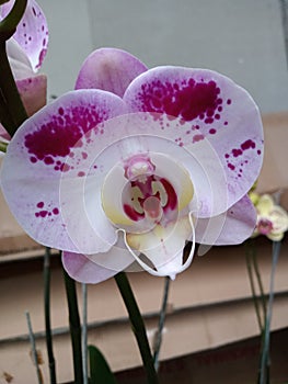 Indonesian flowers, namely orchids photo