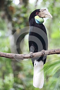 Indonesian Great Sumba Hornbill Bucerotidae