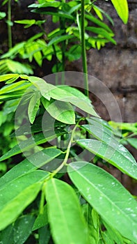 Indonesian green leaves