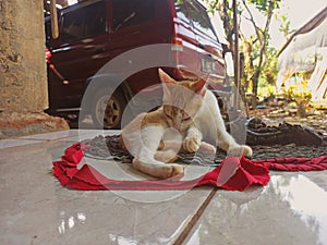 Indonesian Javanese cat
