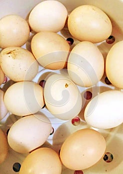 Indonesian Javanese chicken eggs