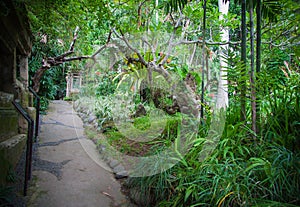 Indonesian jungle