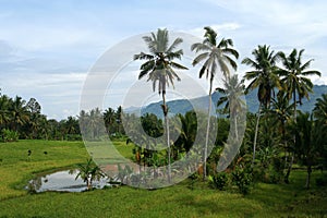 Indonesian tropical landscape