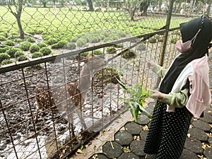 Indonesian little girl with mask feeding a small deer