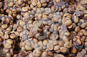 Indonesian luwak coffee bean