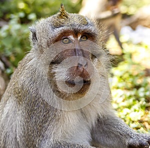 Indonesian macaques. Forest dweller. Sacred forest. Bali Monkeys. Macaca fascicularis