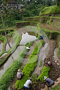 Indonesian men farmers working on a rice terrace in Ubud, Bali