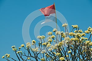 Indonesian national flag flying on yellow flowers tree and blue