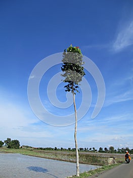 Indonesian nature when the weather is clear decorated with blue skies and white clouds