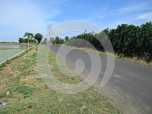 Indonesian nature when the weather is clear  decorated with blue skies and white clouds