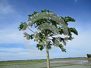 Indonesian nature when the weather is clear  decorated with blue skies and white clouds