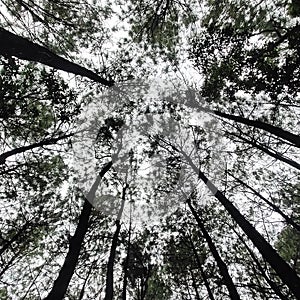 Indonesian pine forest east java